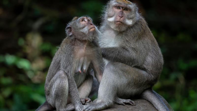Long-tailed macaques are used widely in medical research